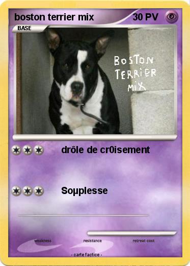 Pokemon boston terrier mix