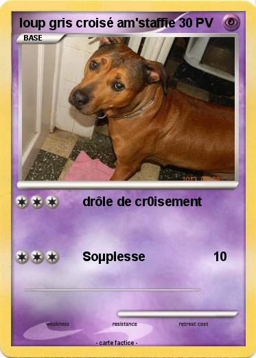 Pokemon loup gris croisé am'staffie