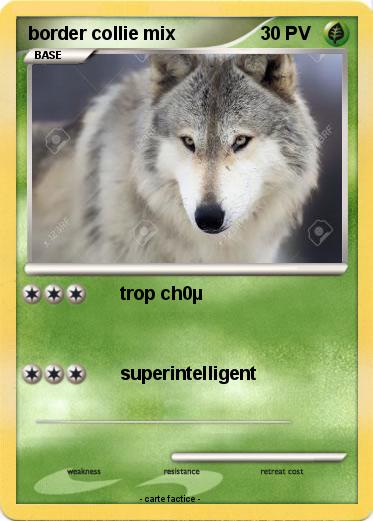 Pokemon border collie mix