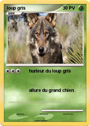 Pokemon loup gris