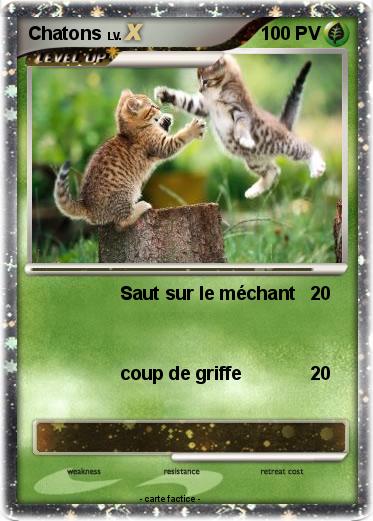 Pokemon Chatons