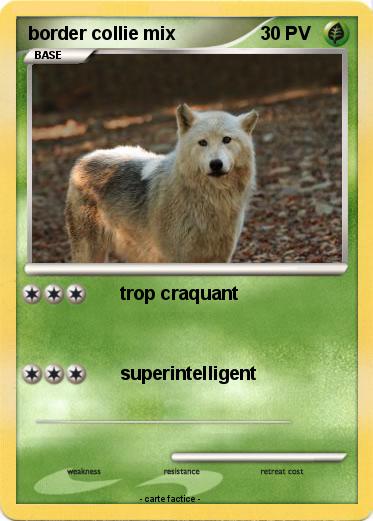 Pokemon border collie mix