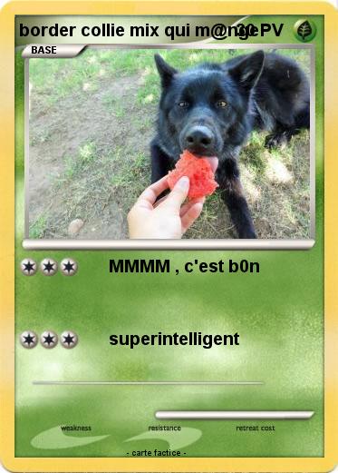 Pokemon border collie mix qui m@nge