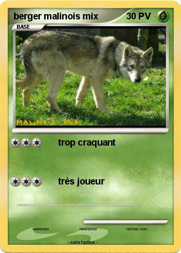 Pokemon berger malinois mix