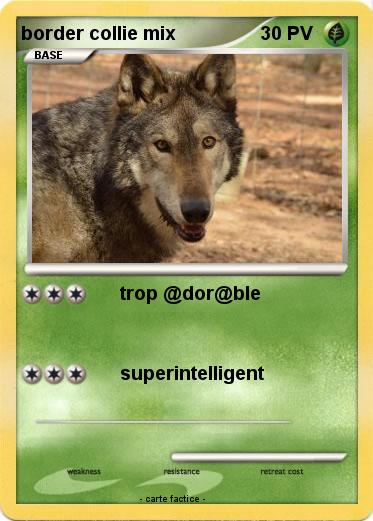 Pokemon border collie mix