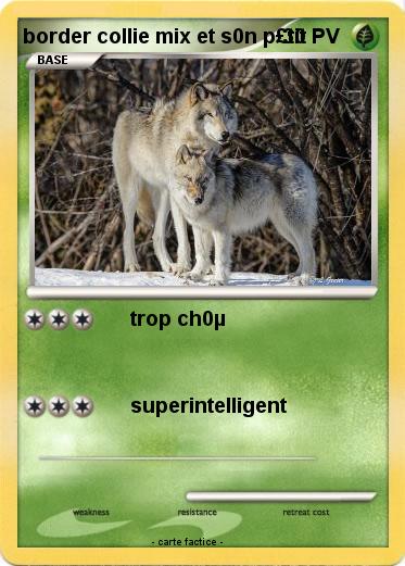 Pokemon border collie mix et s0n p£tit