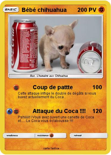 Pokemon Bébé chihuahua