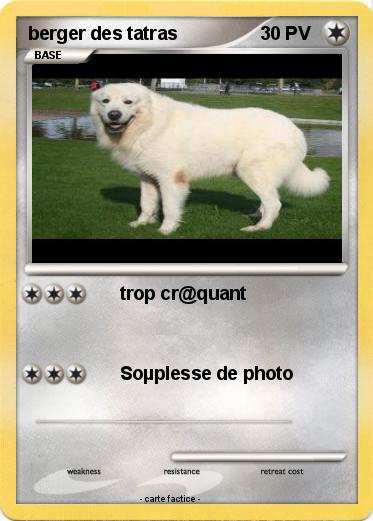 Pokemon berger des tatras