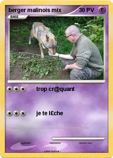 Pokemon berger malinois mix