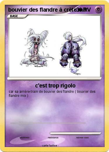 Pokemon bouvier des flandre à crête mix