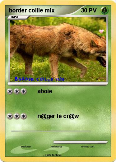 Pokemon border collie mix