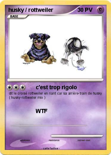 Pokemon husky / rottweiler
