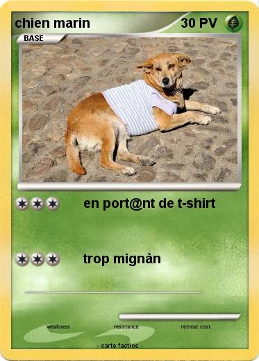 Pokemon chien marin