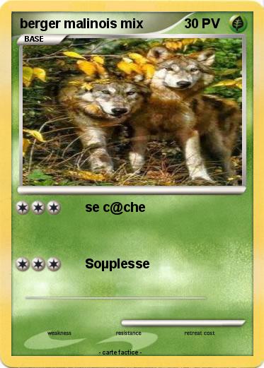 Pokemon berger malinois mix