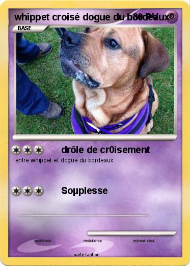 Pokemon whippet croisé dogue du bordeaux