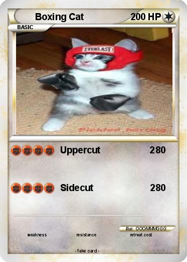 Pokemon Boxing Cat