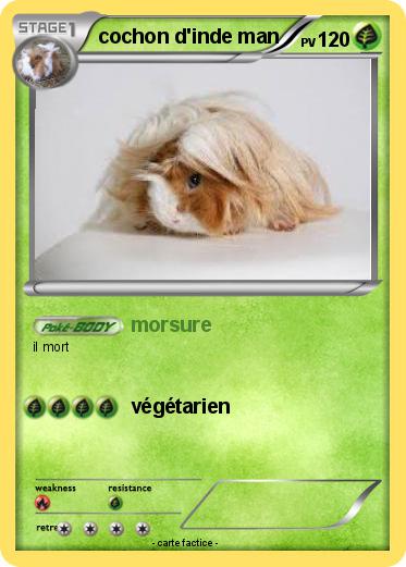 Pokemon cochon d'inde man