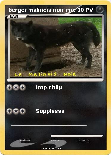 Pokemon berger malinois noir mix