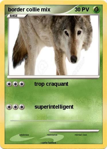 Pokemon border collie mix