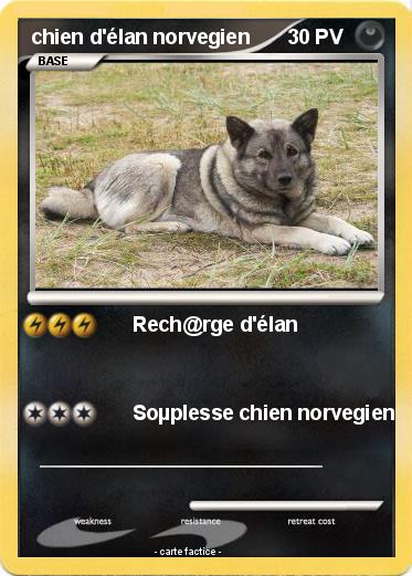 Pokemon chien d'élan norvegien