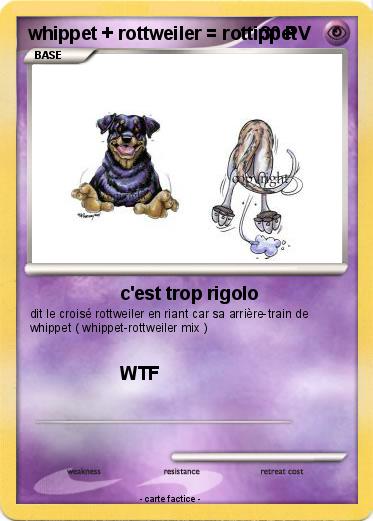 Pokemon whippet + rottweiler = rottippet