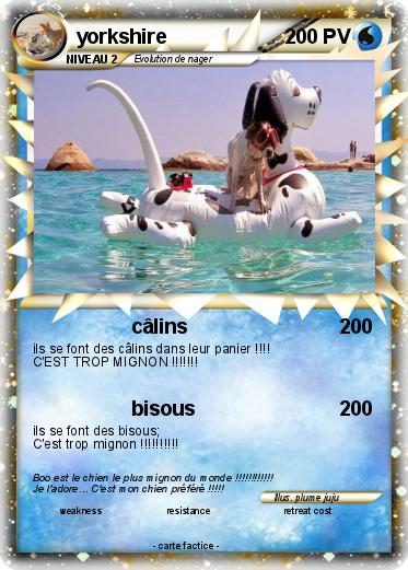 Pokemon yorkshire