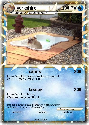 Pokemon yorkshire