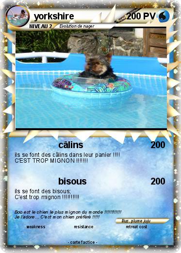 Pokemon yorkshire