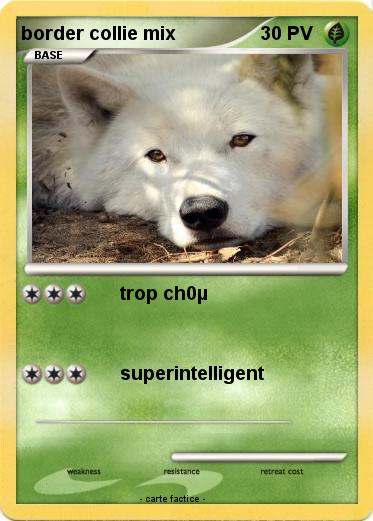 Pokemon border collie mix