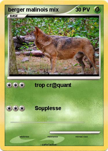 Pokemon berger malinois mix