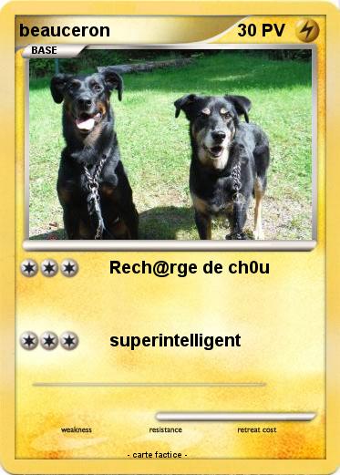 Pokemon beauceron