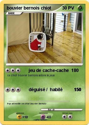 Pokemon bouvier bernois chiot