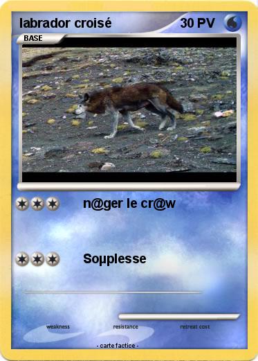 Pokemon labrador croisé