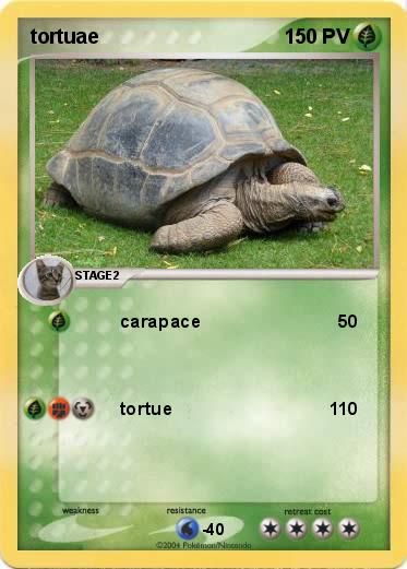 Pokemon tortuae