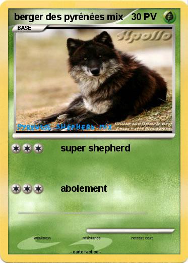 Pokemon berger des pyrénées mix