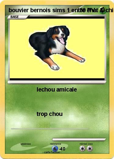 Pokemon bouvier bernois sims 1 entre chat & chien