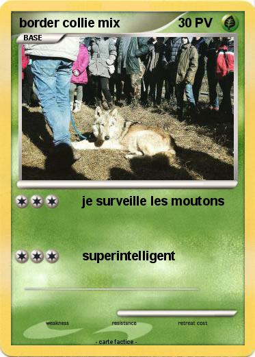 Pokemon border collie mix