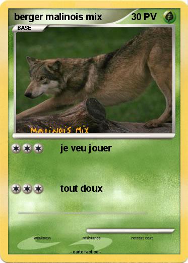 Pokemon berger malinois mix