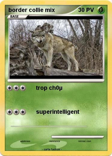 Pokemon border collie mix