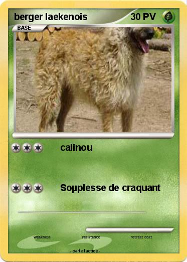 Pokemon berger laekenois