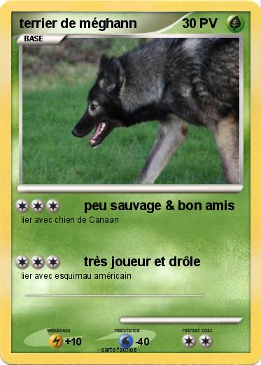 Pokemon terrier de méghann