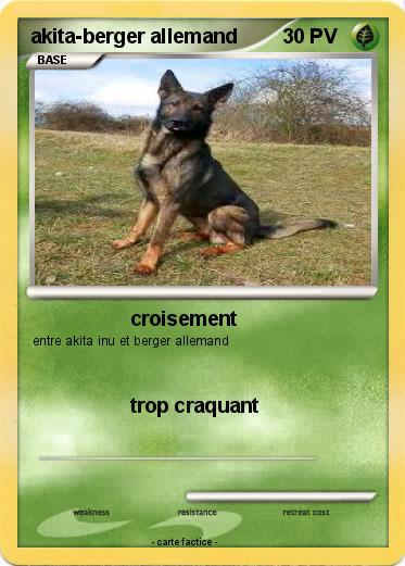 Pokemon akita-berger allemand