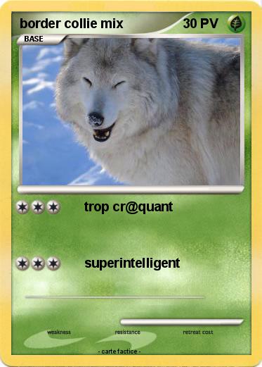 Pokemon border collie mix