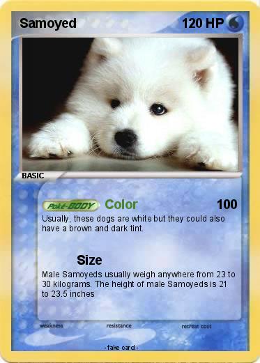 Pokemon Samoyed