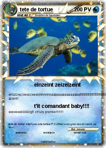 Pokemon tete de tortue