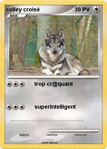 Pokemon colley croisé