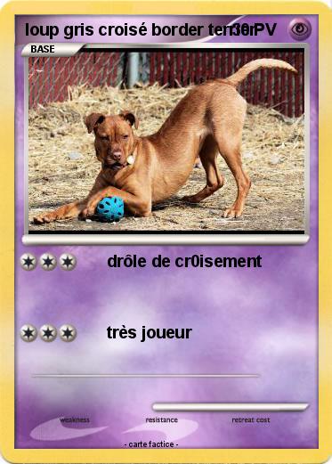 Pokemon loup gris croisé border terrier