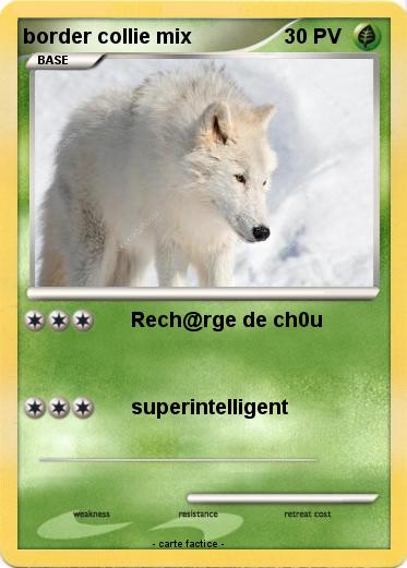 Pokemon border collie mix