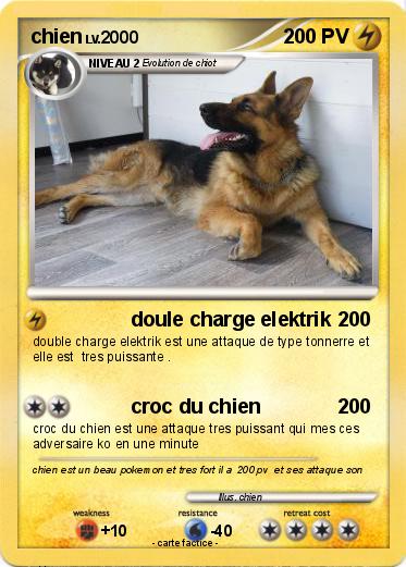 Pokemon chien