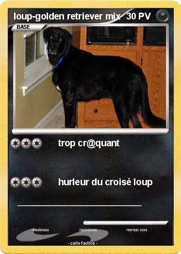 Pokemon loup-golden retriever mix